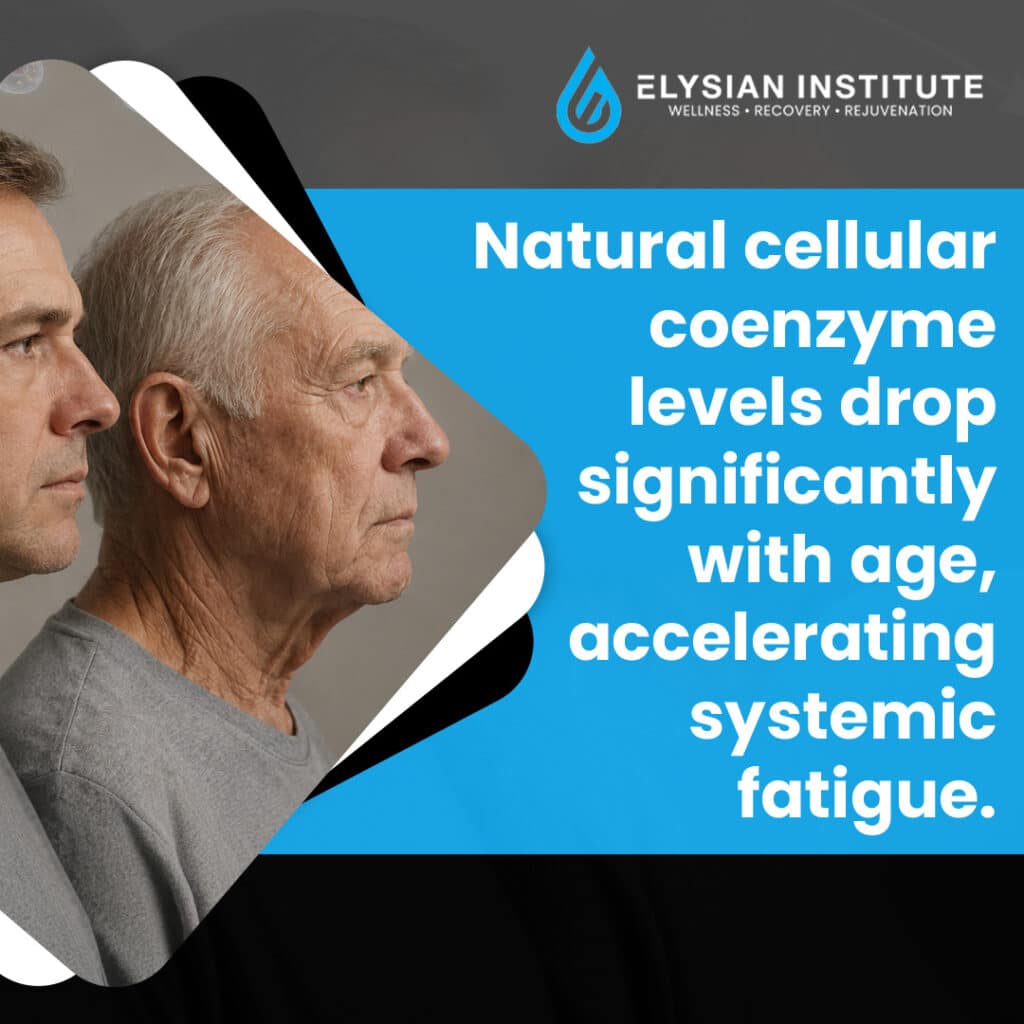 Profile comparison of a middle-aged man and an older man next to text explaining how declining cellular coenzyme levels accelerate systemic fatigue.